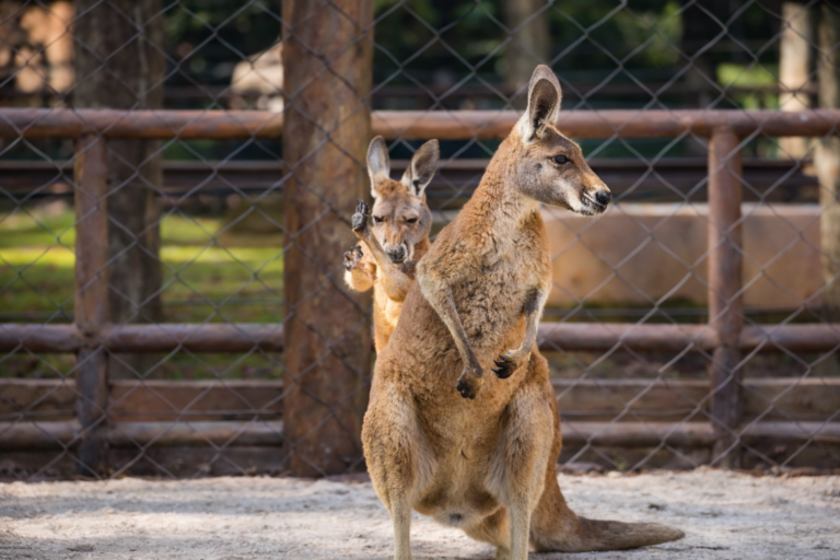 Zoológico de São Paulo recebe quatro cangurus-vermelhos vindos dos Estados Unidos zoologico-de-sao-paulo-recebe-quatro-cangurus-vermelhos-vindos-dos-estados-unidos