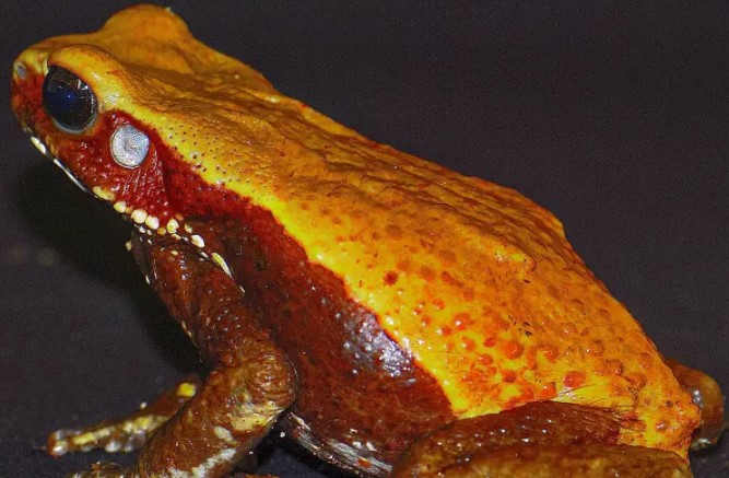 Estudo do Butantan identifica moléculas com potencial antibiótico em veneno de sapo amazônico